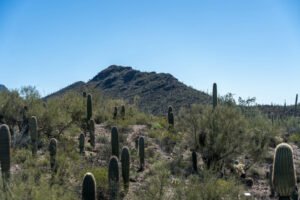 Arizona-Sonora Desert Museum, North Kinney Road, Tucson, AZ