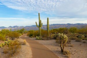 Saguaro National Park, United States