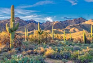 Sunlight cuts through the desert in Sabino Canyon, Catalina Foothills Photo by Dulcey Lima on Unsplash