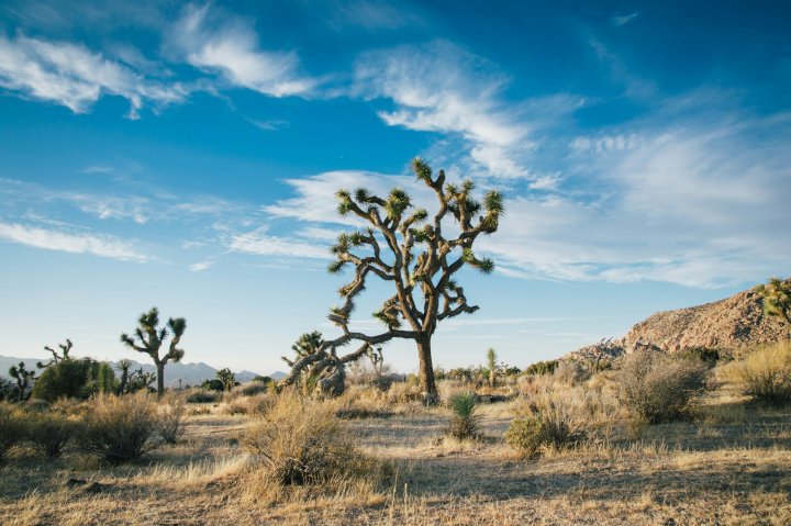 Joshua Tree National Park, USA - Photo by Aaron Godin