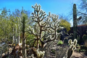 A cactus garden in Tucson Botanical Gardens Photo by Jeffrey Eisen on Unsplash