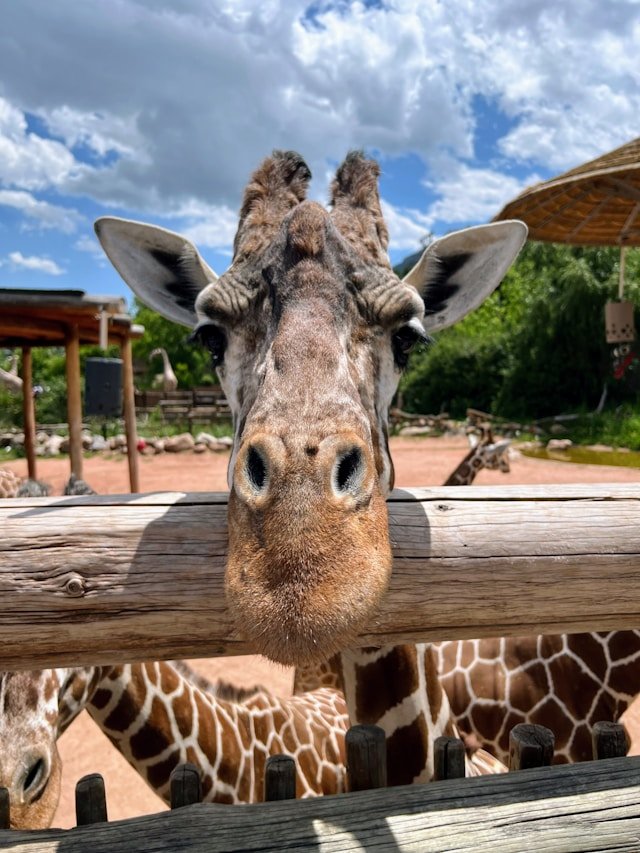 Curious Giraffe - Photo by Kellee Halliburton