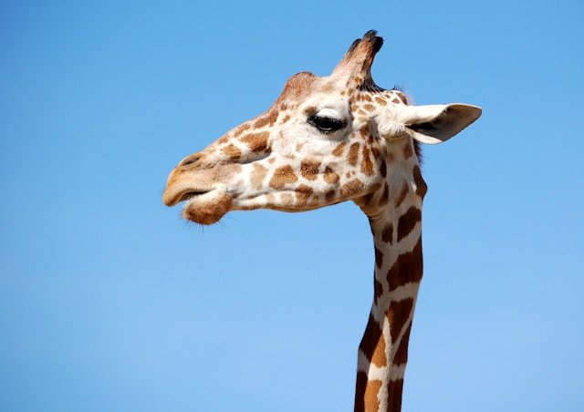 Giraffe at The Living Desert Zoo & Gardens, Palm Desert, CA - Photo by Matt Artz