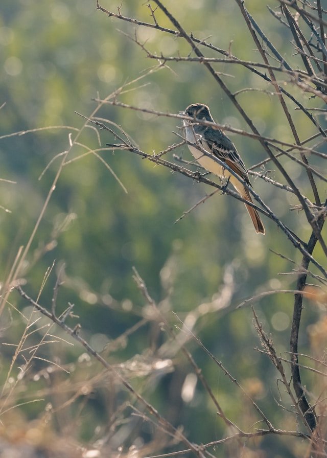 Desert Bird - Photo by Roger Ce